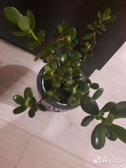 Денежное дерево крассула толстянка
