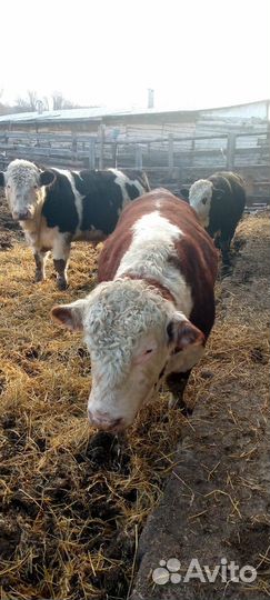 Бычки и быки на мясо