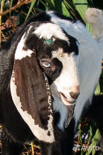 Битало-нубийские козлята