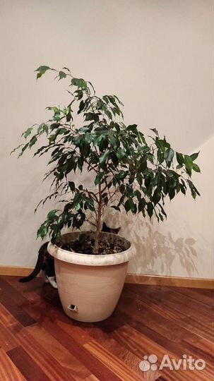 Фикус бенджамина большой