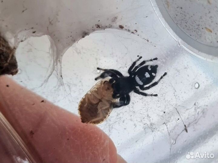 Пауки птицееды москва