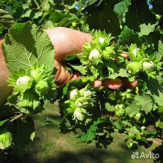 Фундук тамбовский ранний саженец с доставкой