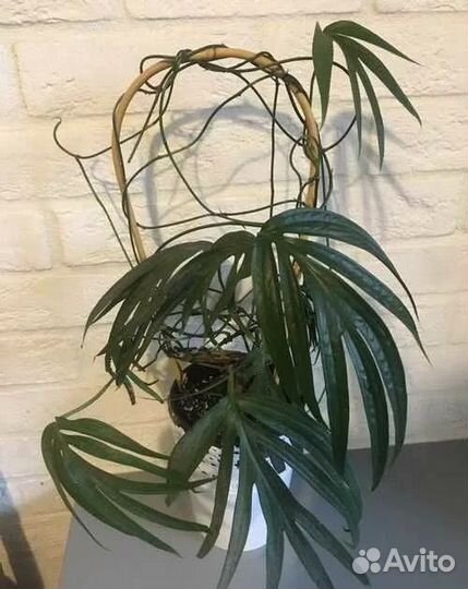 Редкие сциндапсусы/эпипремнумы