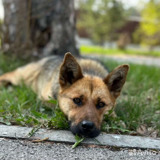 Буля ищет дом