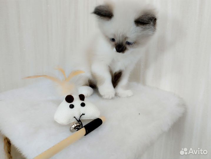 Котенок рэгдолл