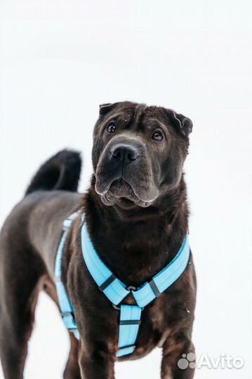 Шарпей Волик