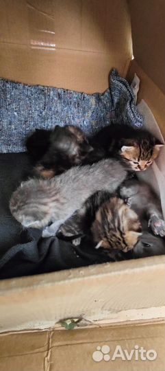 Котята в добрые руки