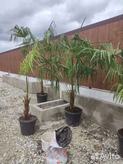 Пальма трахикарпус