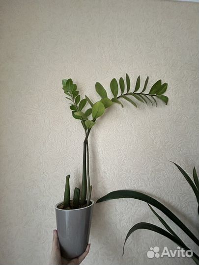 Замиокулькас