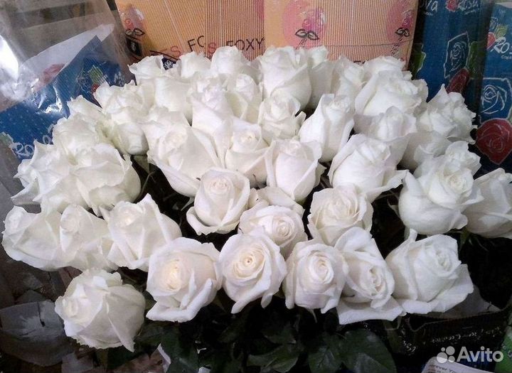 Высокие розы Гигантские розы Доставка цветов