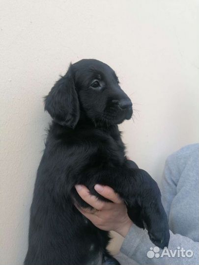 Прямошерстный ретривер