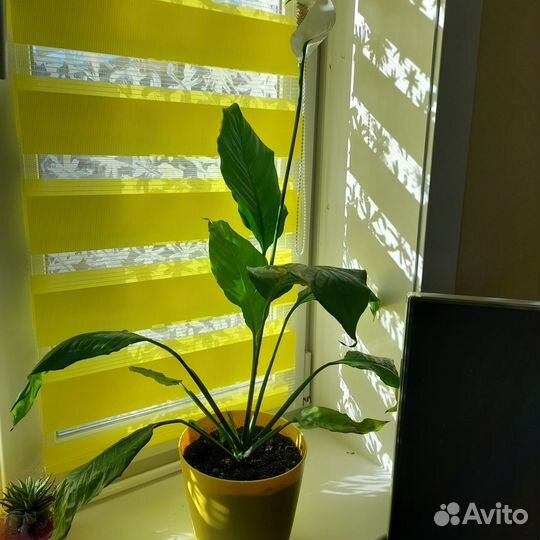 Спатифиллум