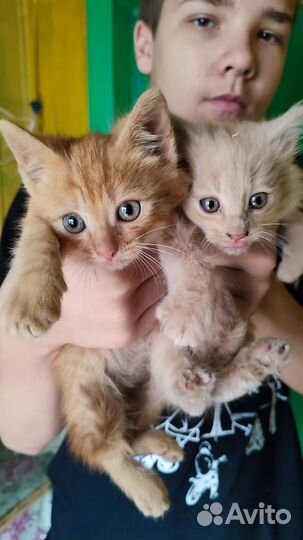 Котодете в добрые руки