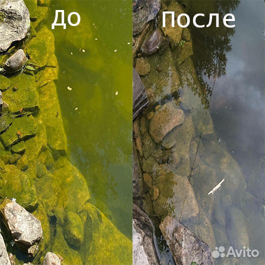 Хлорелла для пруда