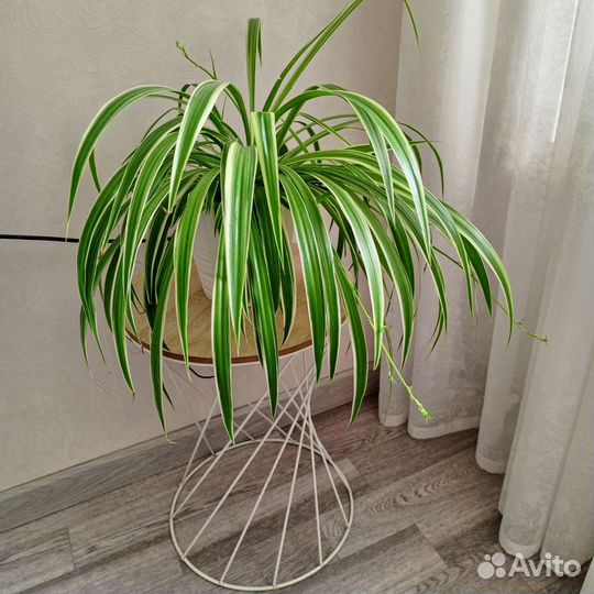 Хлорофитум