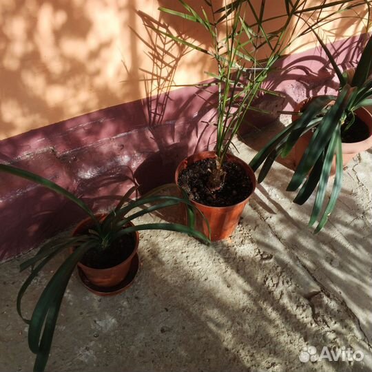 Комнатные цветы