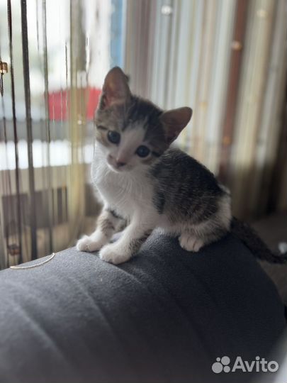 Котики бесплатно в добрые руки