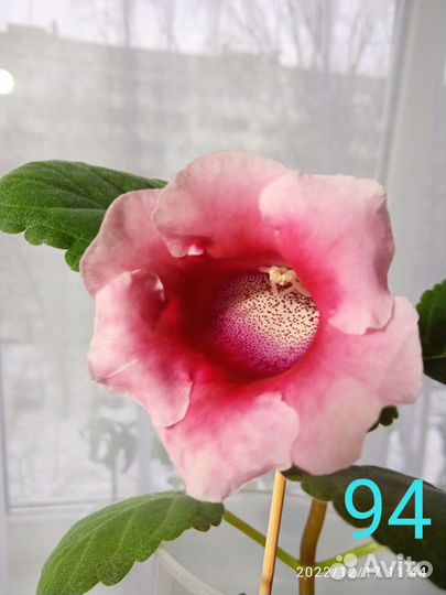 Глоксиния махровая