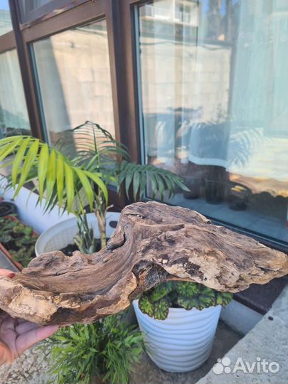 Дрифтвуд морская коряга