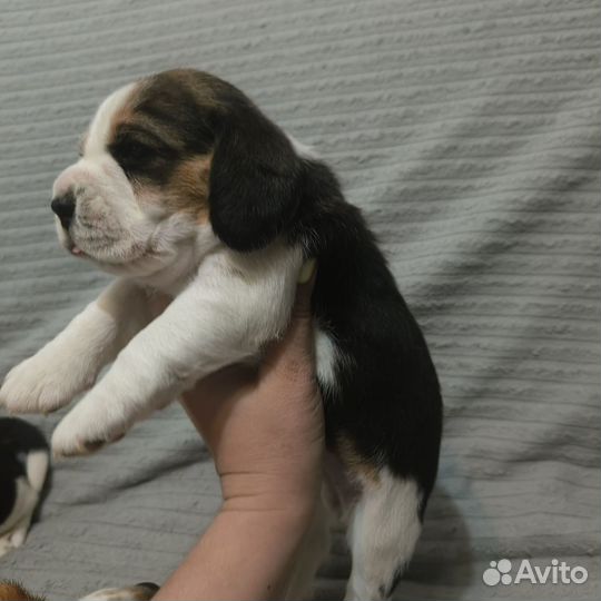 Щенки бигль