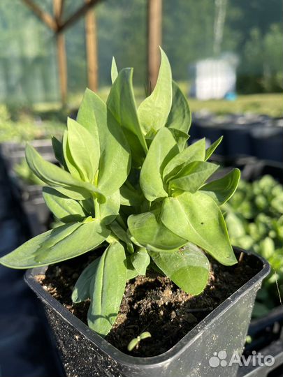 Эустома в горшке на бутонах