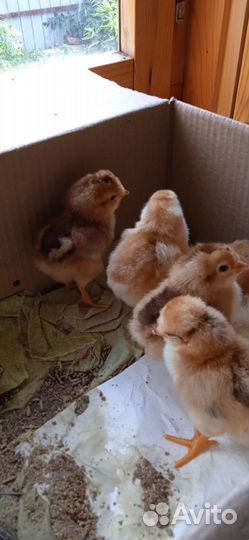 Русская хохлатая ситцевая и амерауканы