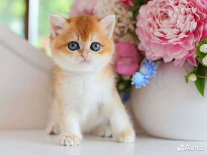 Британская золотая шиншилла ny 12