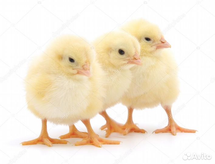 Бройлер кобб 500