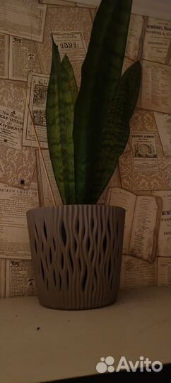 Цветок тещин язык