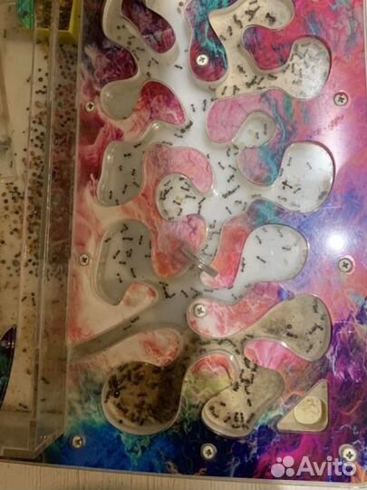 Messor muticus(муравей-жнец ), camponotus