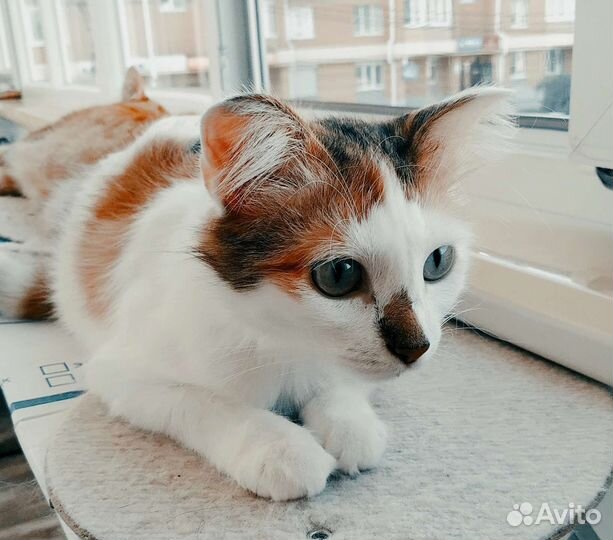 Кошечка стерилизованная