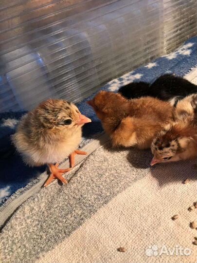 Суточные цыплята