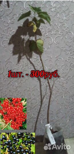 Продам смородину