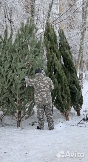 Ель живая новогодняя (С доставкой)