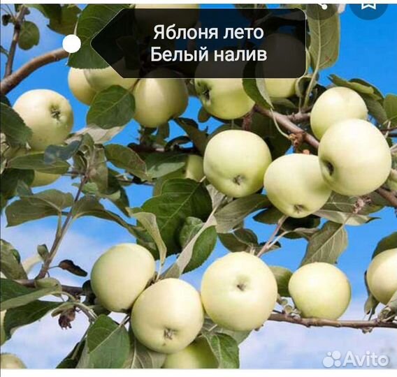 Саженцы плодовых деревьев