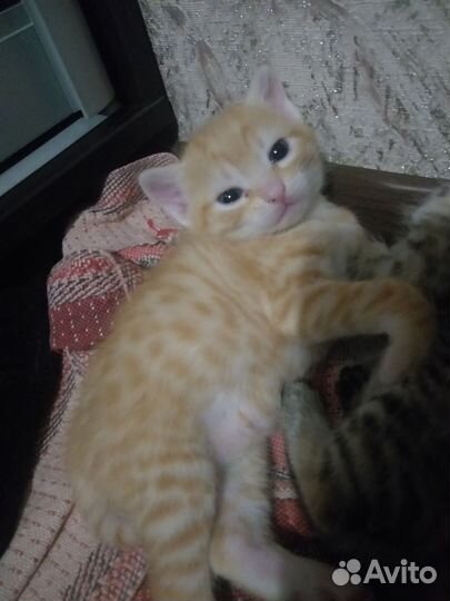 Котята 1.5 мес