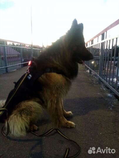 Немецкая овчарка длинношерстная вязка