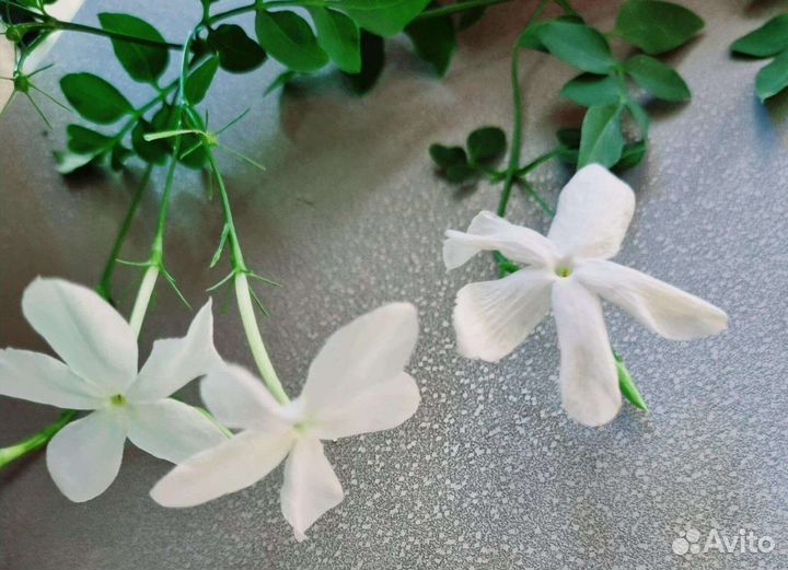 Комнатные жасмины