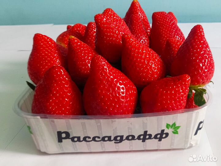 Рассада клубники. Оптом от 128 шт