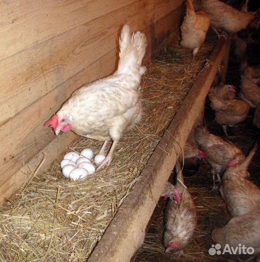 Куры несушки