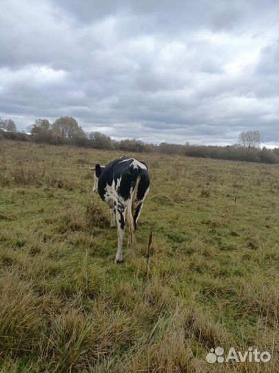 Бычки коровы