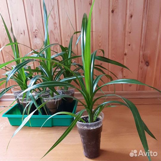 Пальма панданус Вейча, взрослое растение