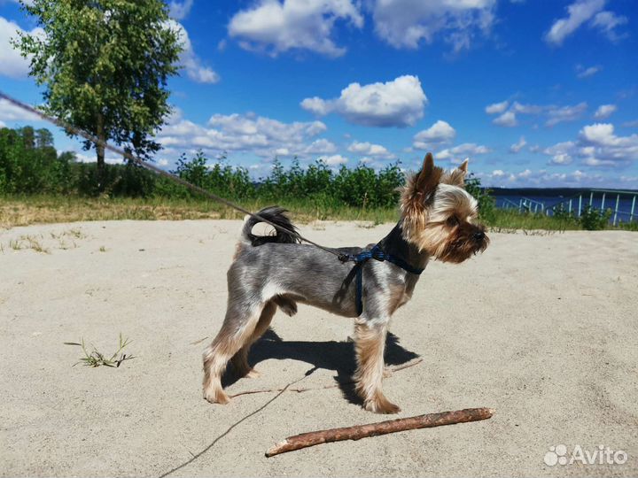 Йоркширский терьер вязка