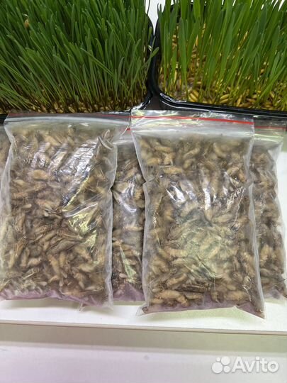 Замороженный корм для рептилий