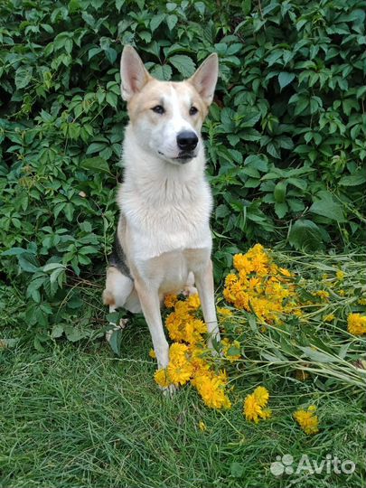 Собака в дар в добрые руки