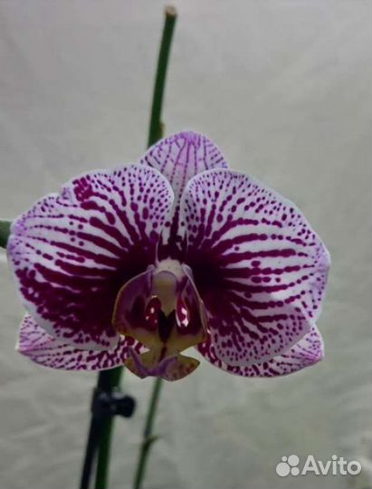 Орхидея Мара и Чёрные полосы