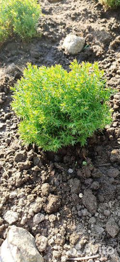 Туя западная Тедди, Медвежонок