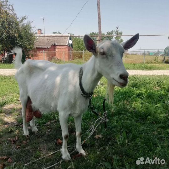 Коза дойная молочная