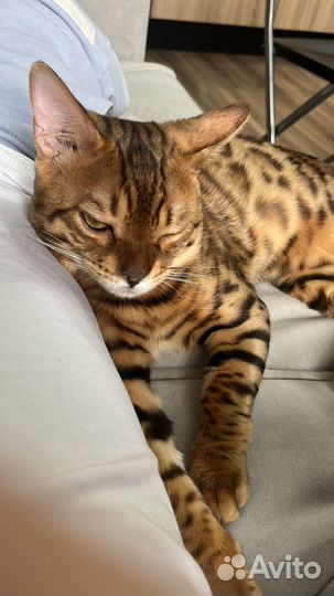 Бенгальский кот