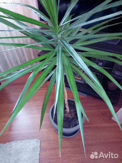 Цветок пальма драцена
